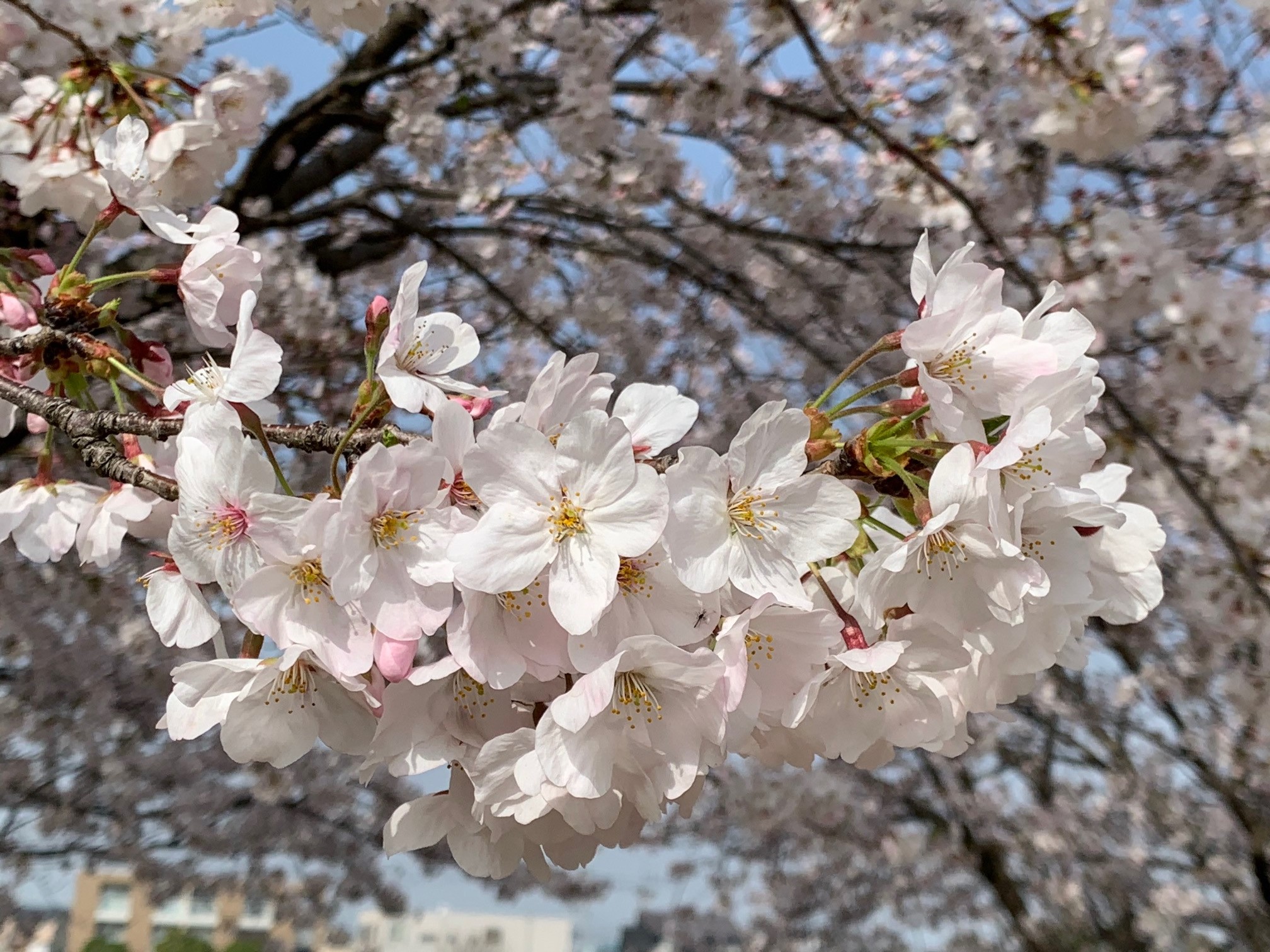 桜満開 スタッフ日記 ミスタータイヤマン 観音寺店 香川県のタイヤ カー用品ショップ ブリヂストンのタイヤ専門店