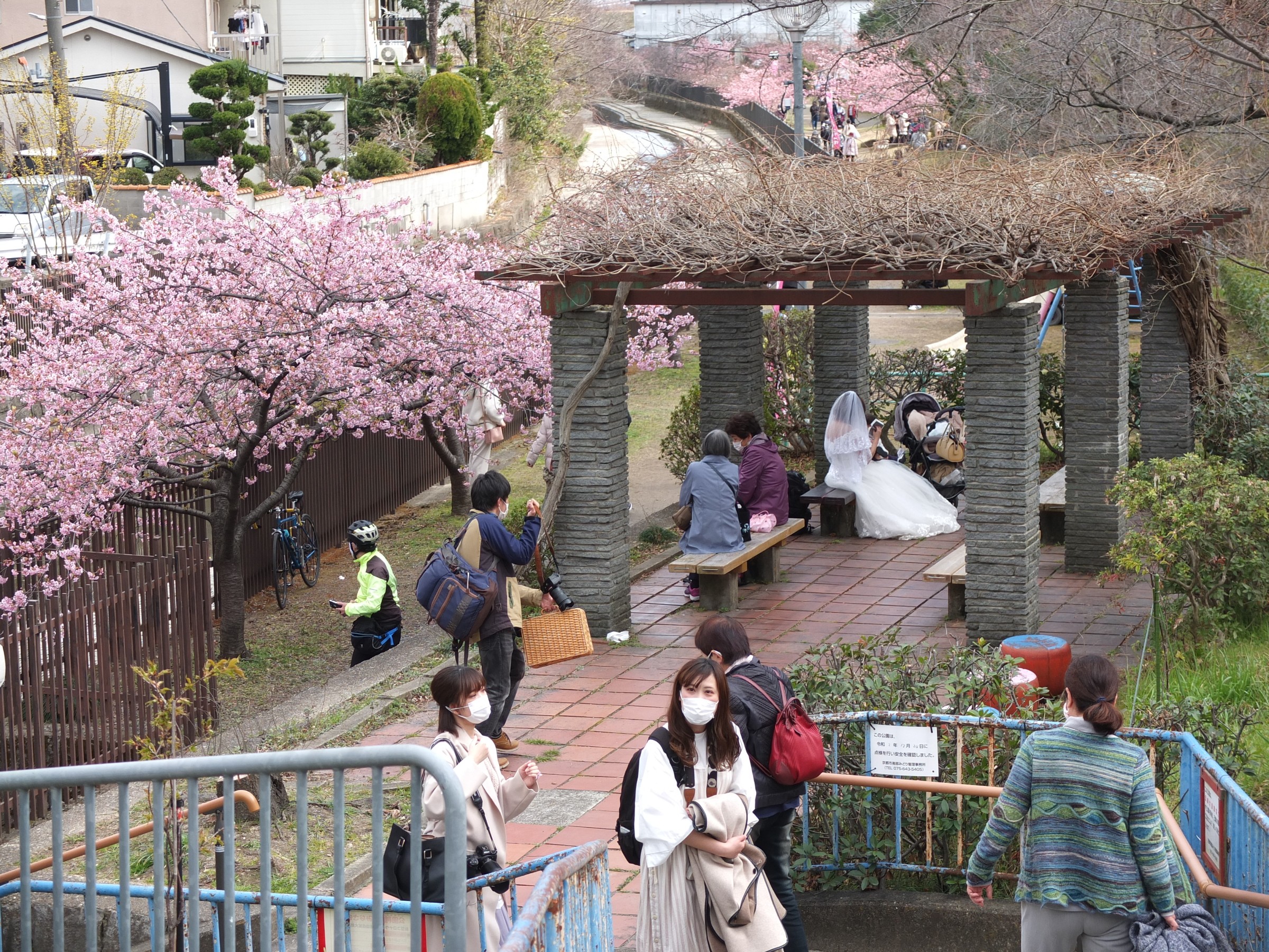 川津桜 淀水路 「川津桜」 | スタッフ日記 | ミスタータイヤマン 高槻店 | 大阪府・和歌山県のタイヤ、カー用品ショップ ブリヂストンのタイヤ専門店