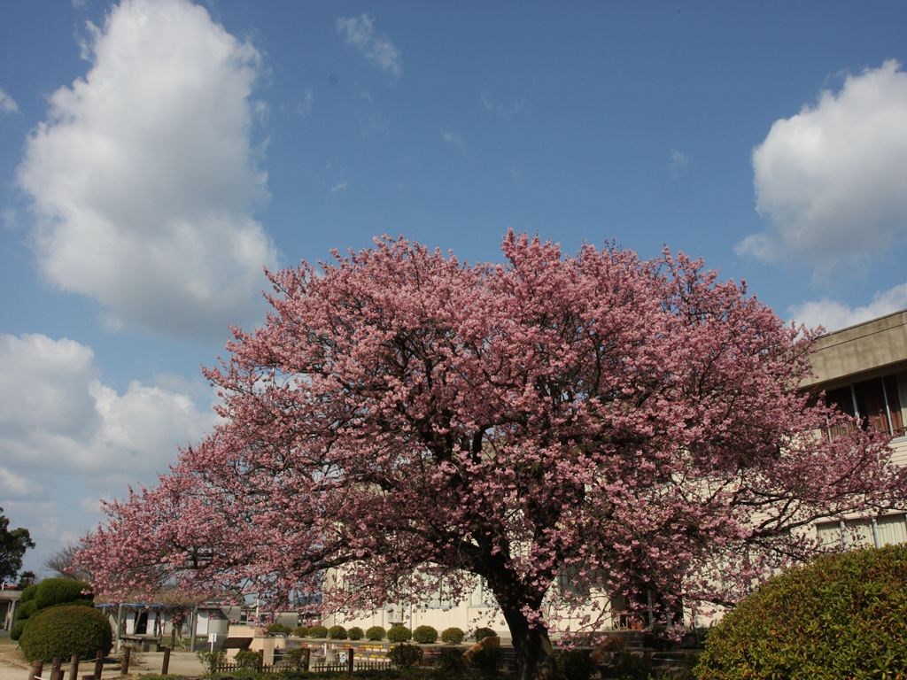向島小学校の蓬莱桜