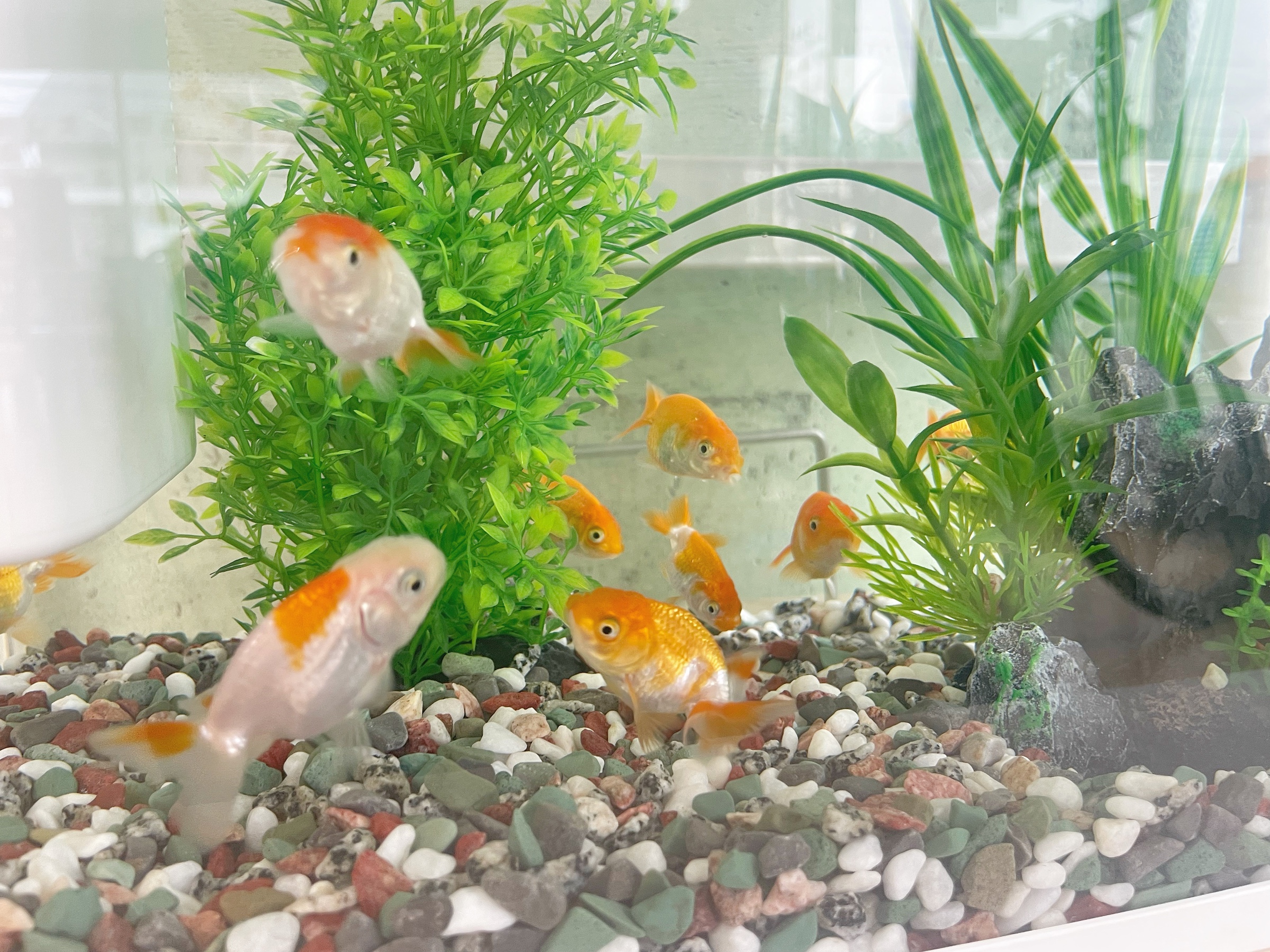 可愛い仲間です♡！