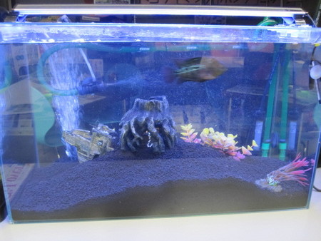 フラワーホーンと水槽セット