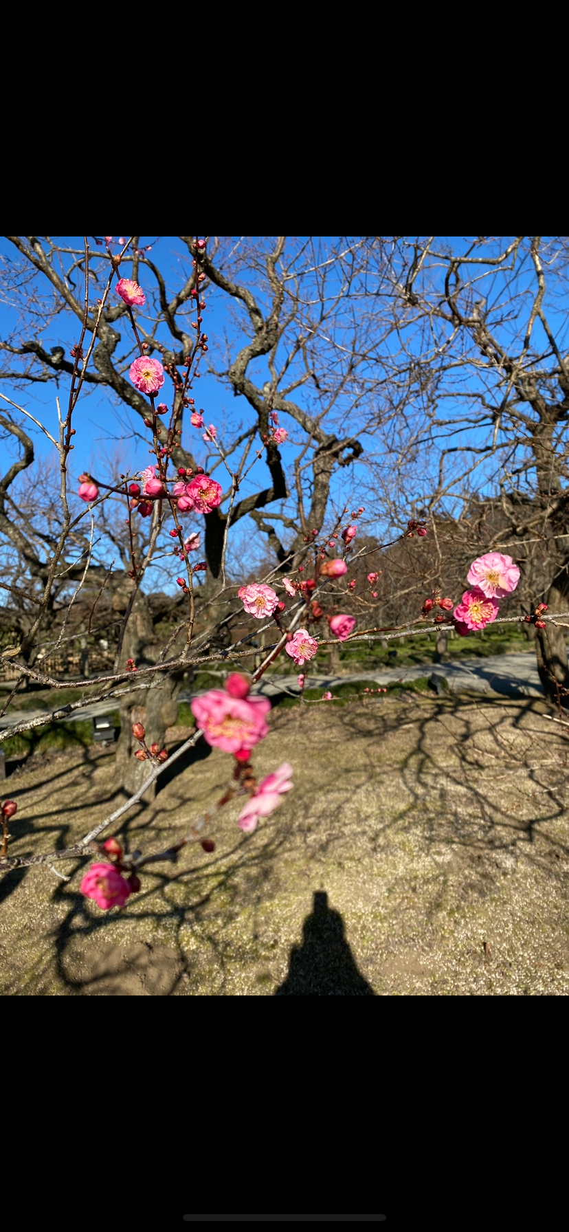 偕楽園の紅梅