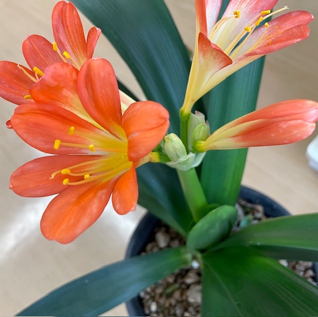 お花が咲きました