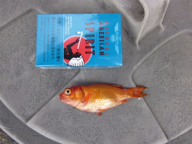 金魚さん ありがとう スタッフ日記 ミスタータイヤマン 高槻店 大阪府 和歌山県のタイヤ カー用品ショップ ブリヂストンのタイヤ専門店