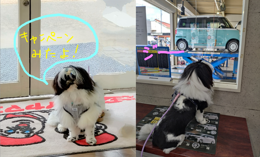 可愛いお客様来店