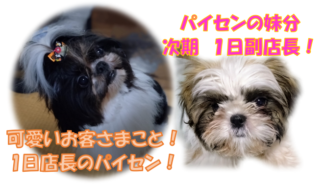 パイセンと妹分