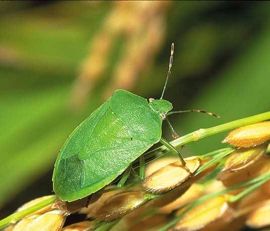 発生 カメムシ 2020 大量