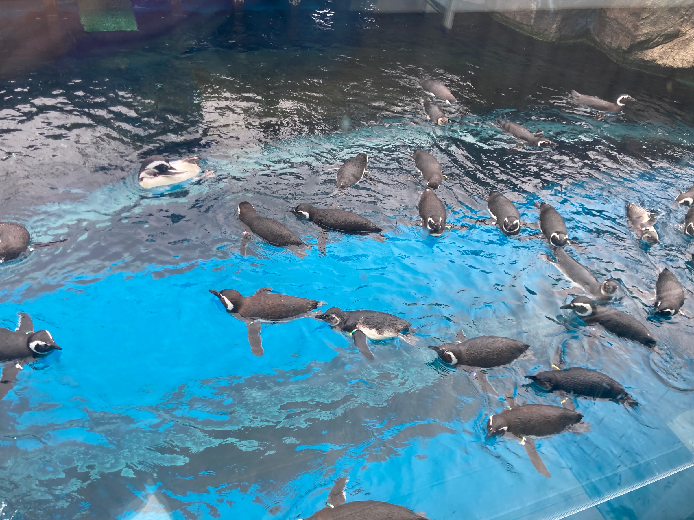 ペンギン
