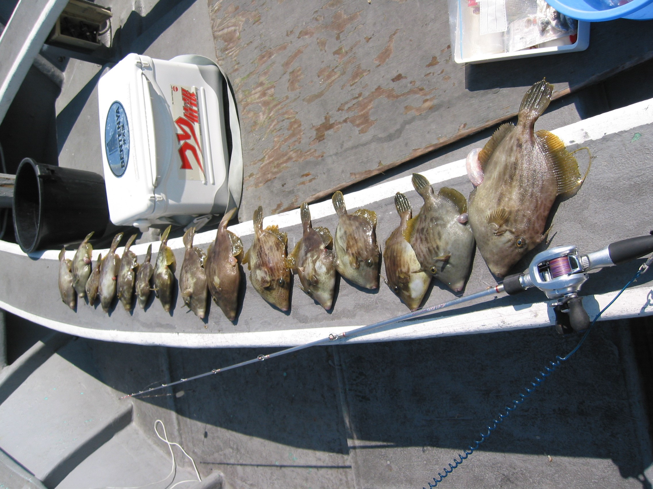 秋のカワハギ釣り スタッフ日記 ミスタータイヤマン 高井戸店 東京都のタイヤ カー用品ショップ ブリヂストンのタイヤ専門店