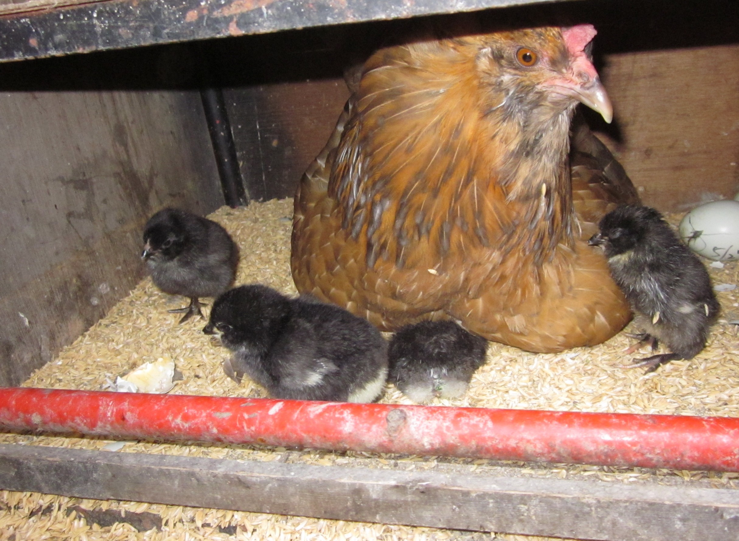 白銅製:夫婦鶏 dac9ba92faedab88104ded0e1ef188