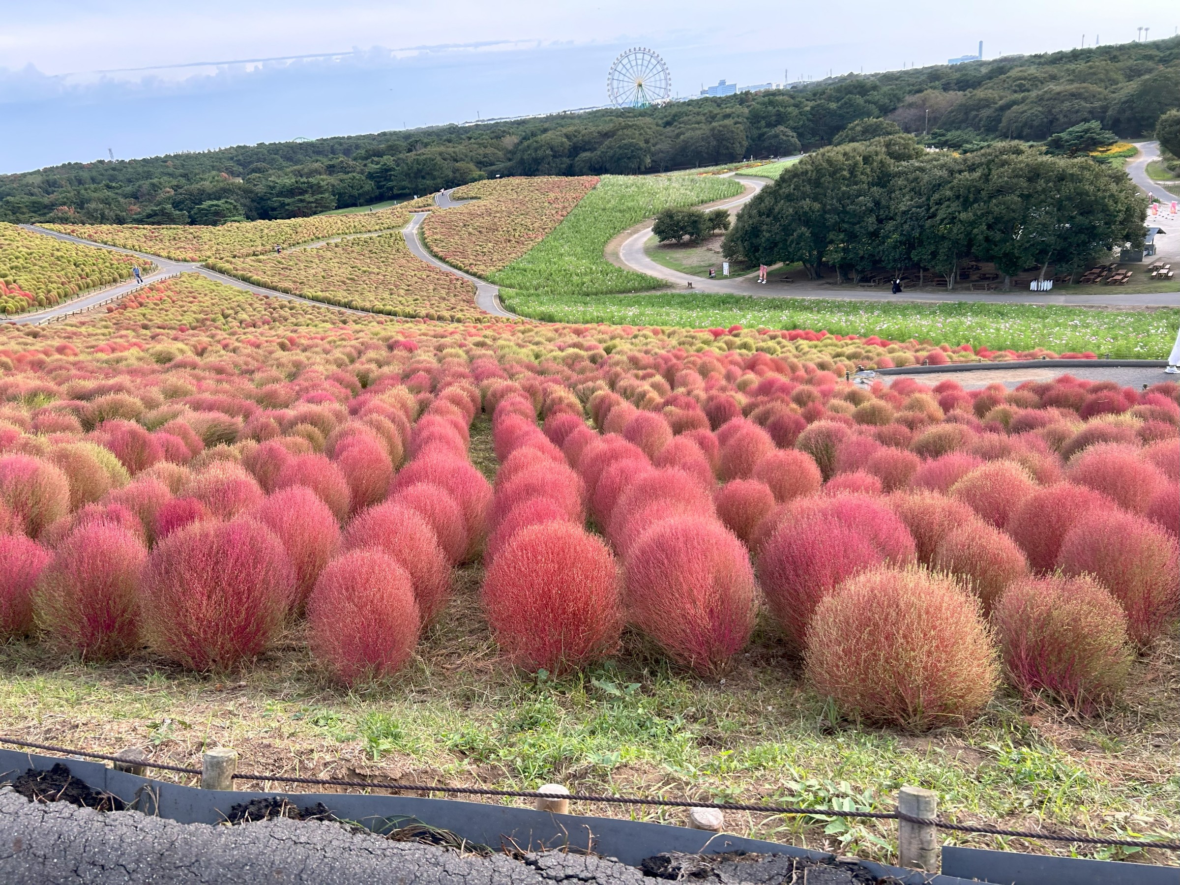 自分で撮った画像です