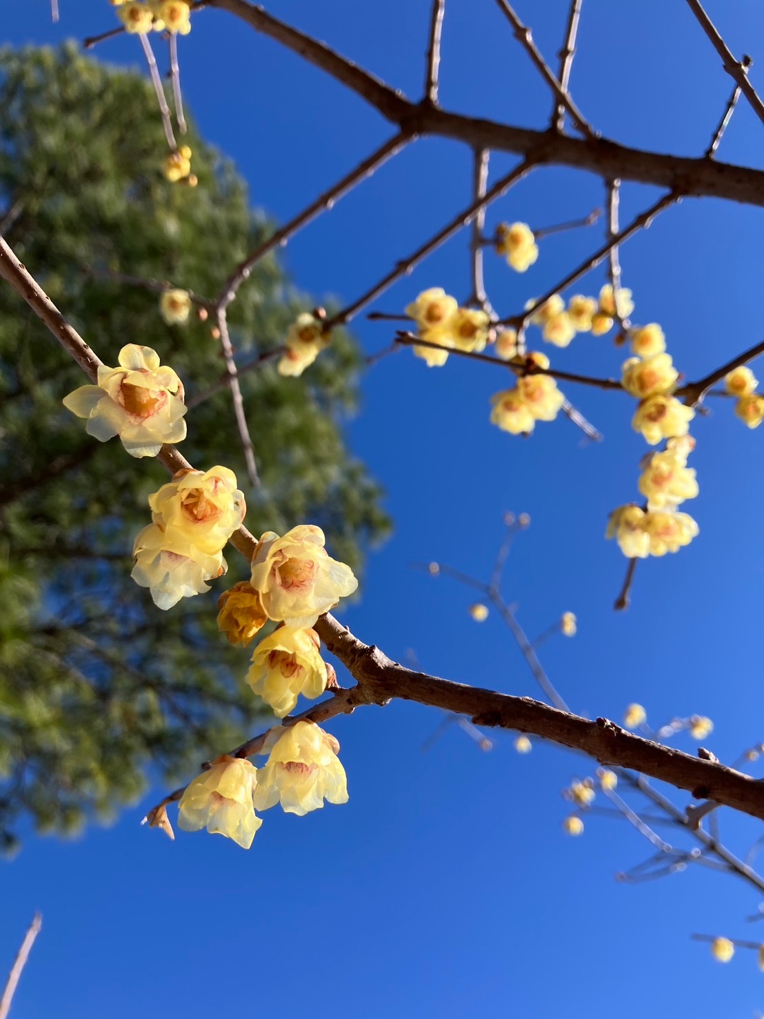 スタッフが撮影しました