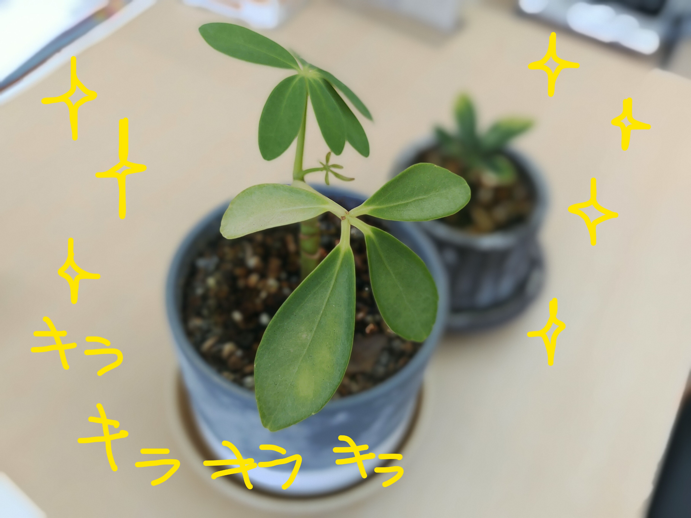 撮影：謎の事務員さん