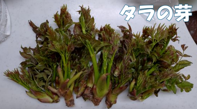 タラの芽