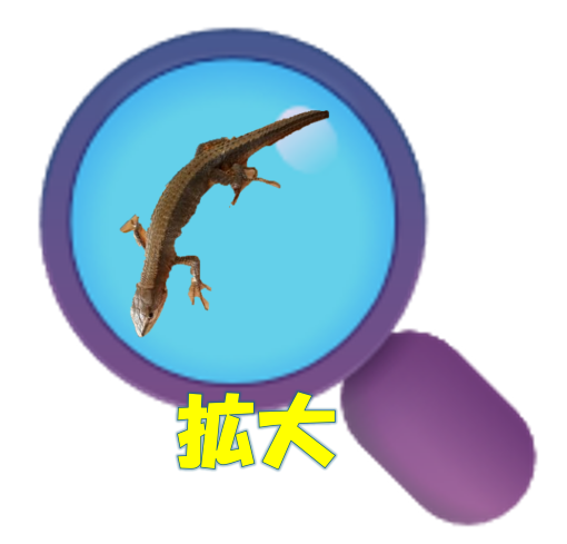 拡大