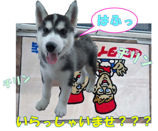 雷牙