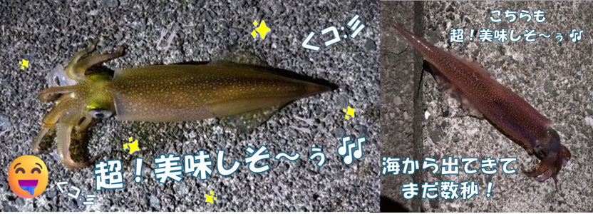 イカ