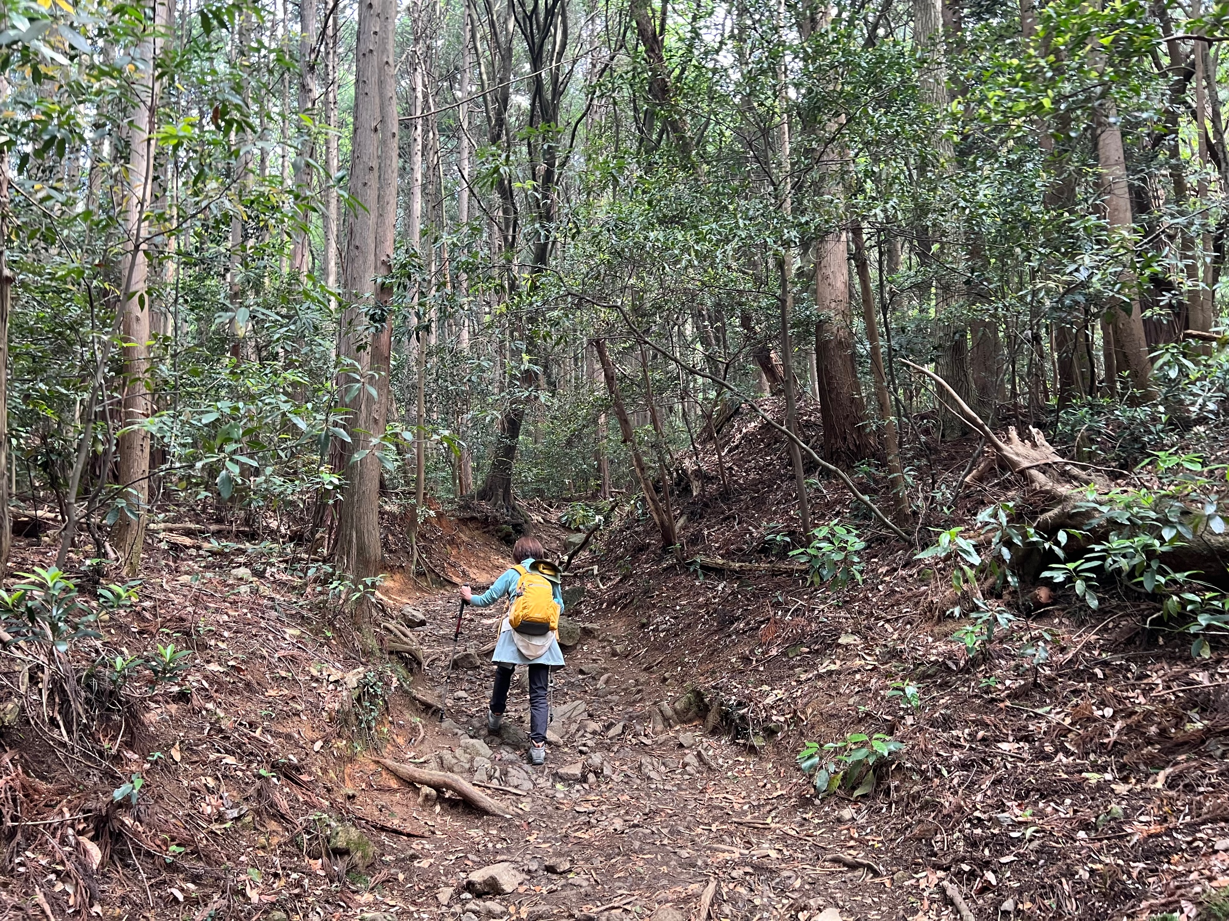 【写真：登山道の様子①】