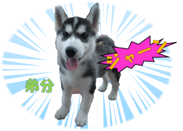 弟分