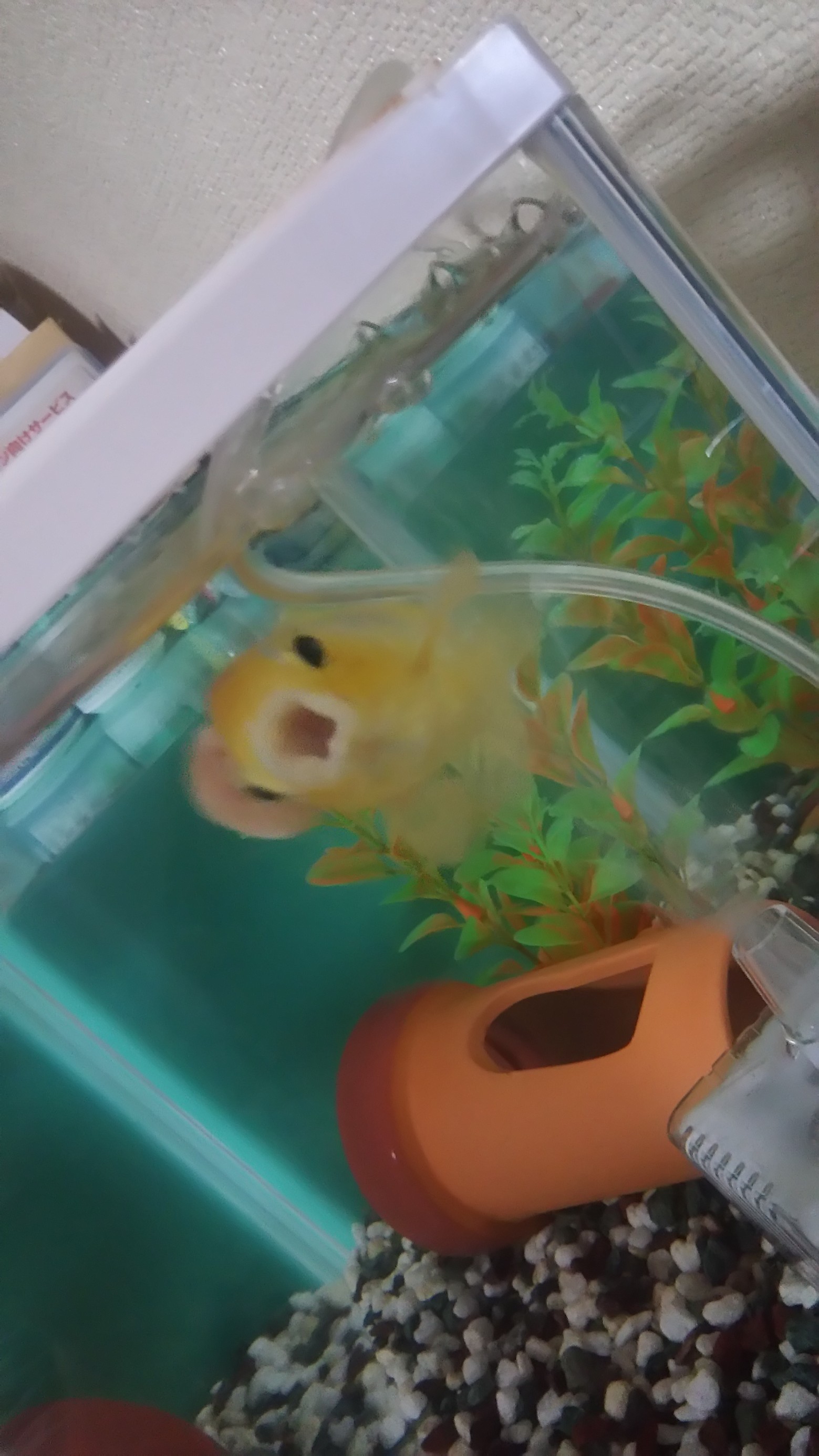 金ちゃんがぁ ヽ ﾟ D ﾟ の巻 タイヤウーマンの日記 ミスタータイヤマン 広尾 北海道のタイヤ カー用品ショップ ブリヂストンのタイヤ専門店