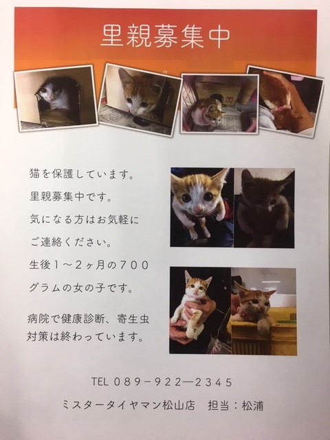 里親募集 スタッフ日記 ミスタータイヤマン 松山店 愛媛県のタイヤ カー用品ショップ ブリヂストンのタイヤ専門店