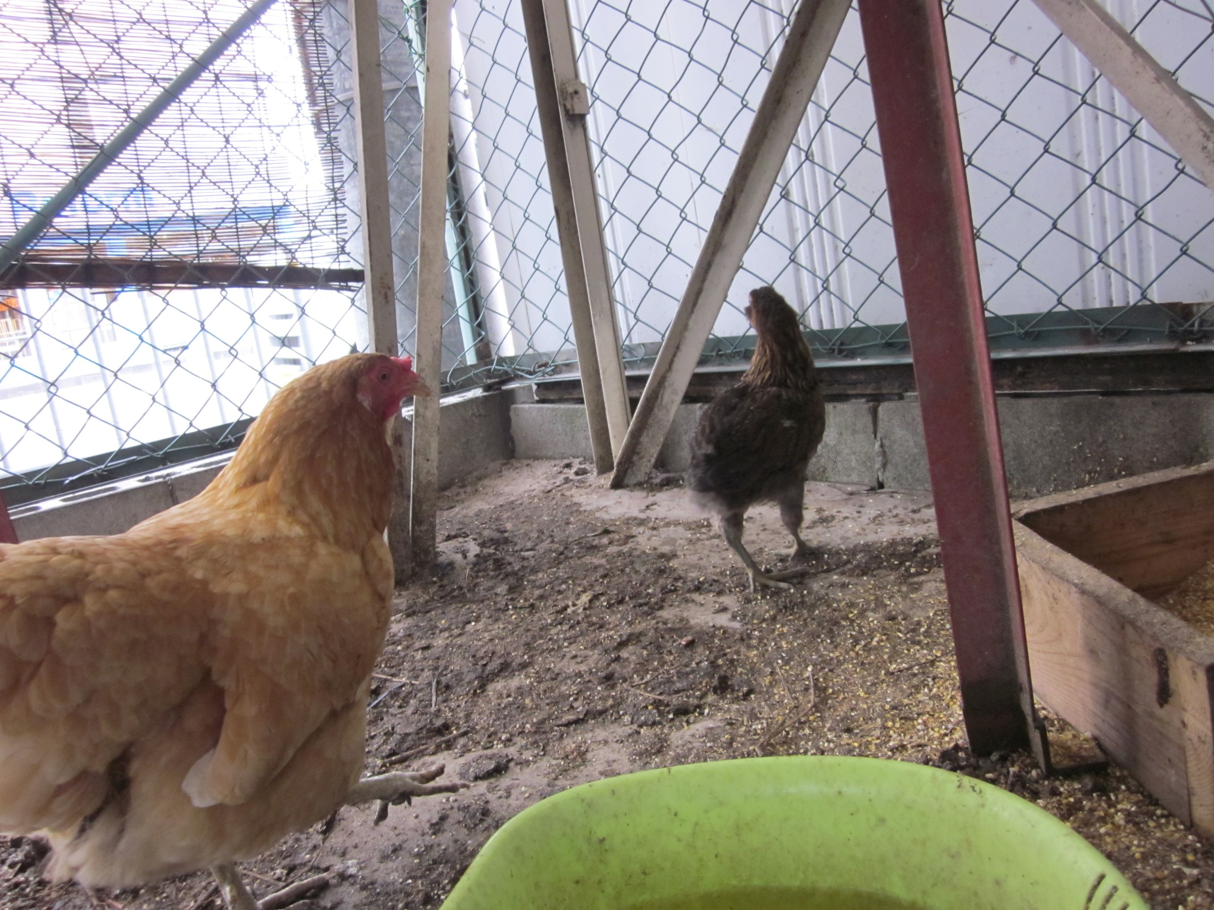 ヒナ鳥がイタチにさらわれた スタッフ日記 ミスタータイヤマン 高槻店 大阪府 和歌山県のタイヤ カー用品ショップ ブリヂストンのタイヤ専門店