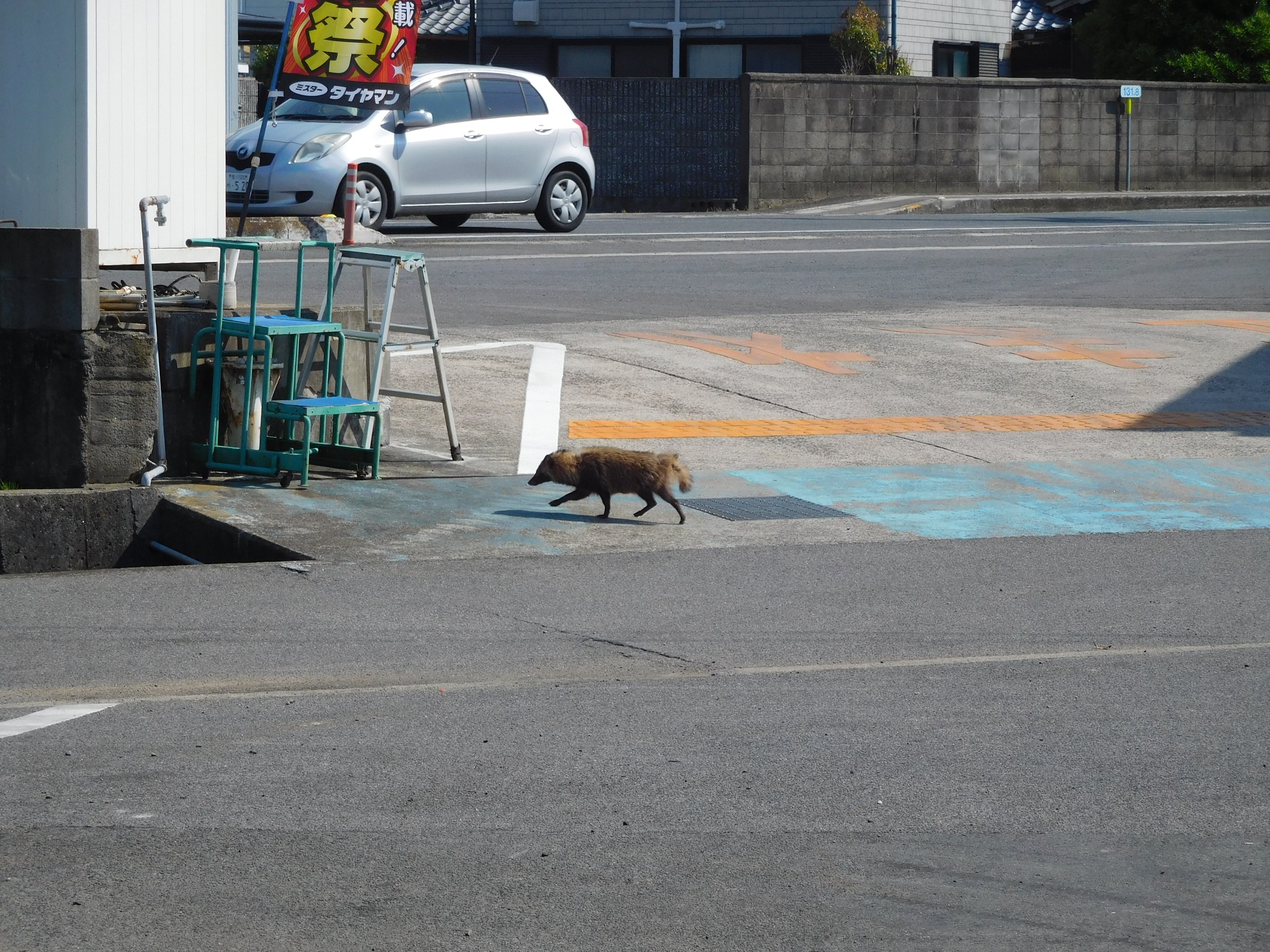 たぬき様 （サーカスTC BIG 田舎のたぬき様用）