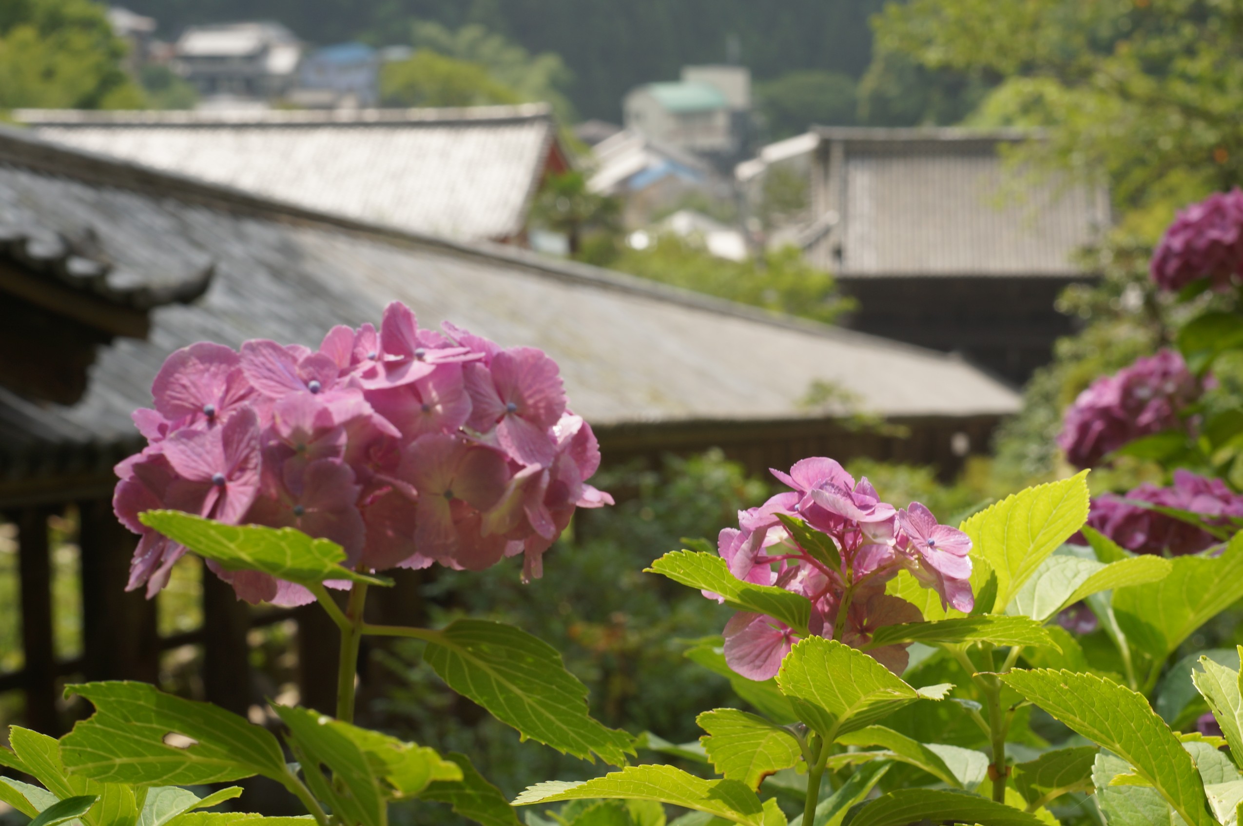 長谷寺