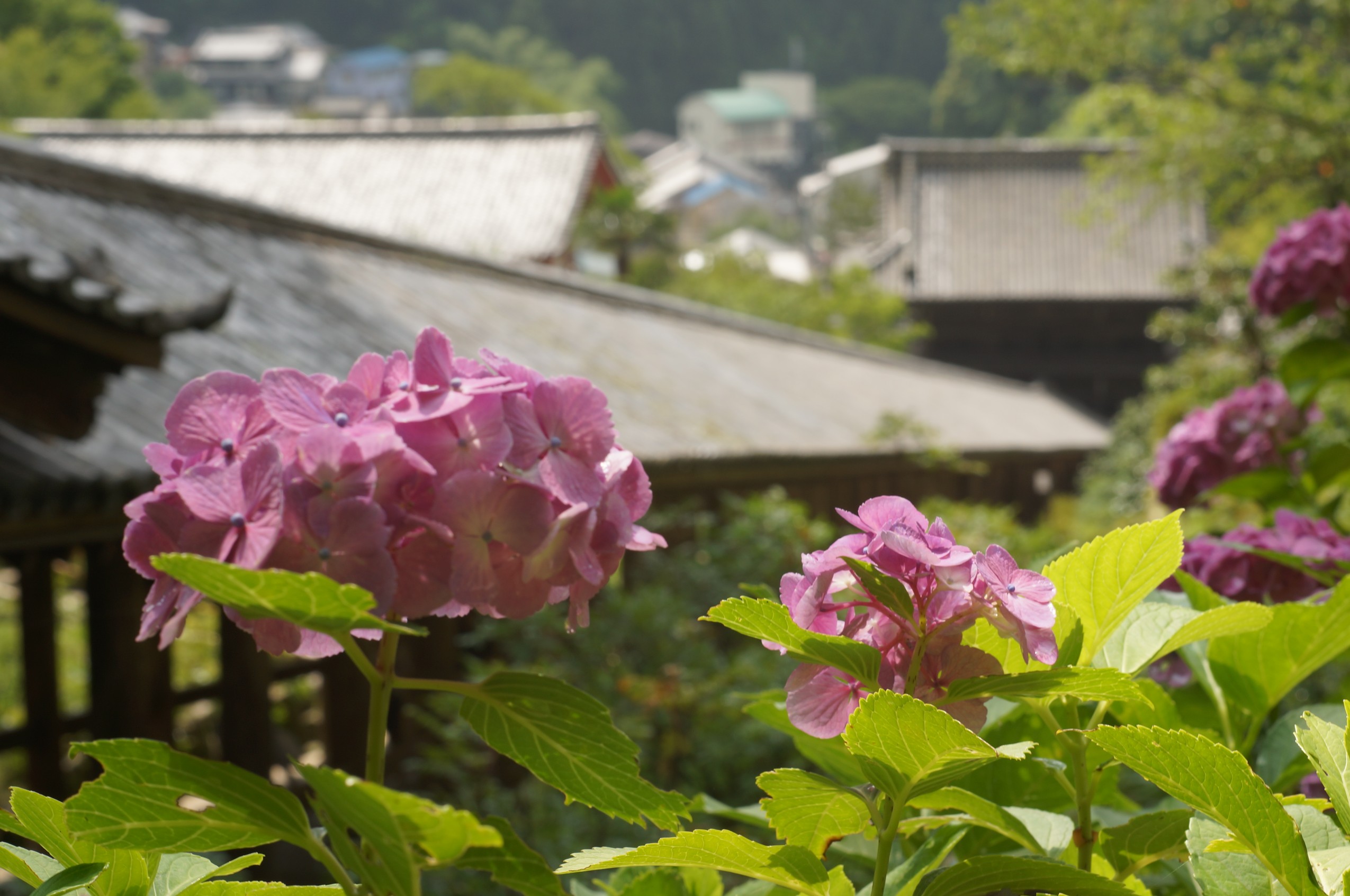 長谷寺