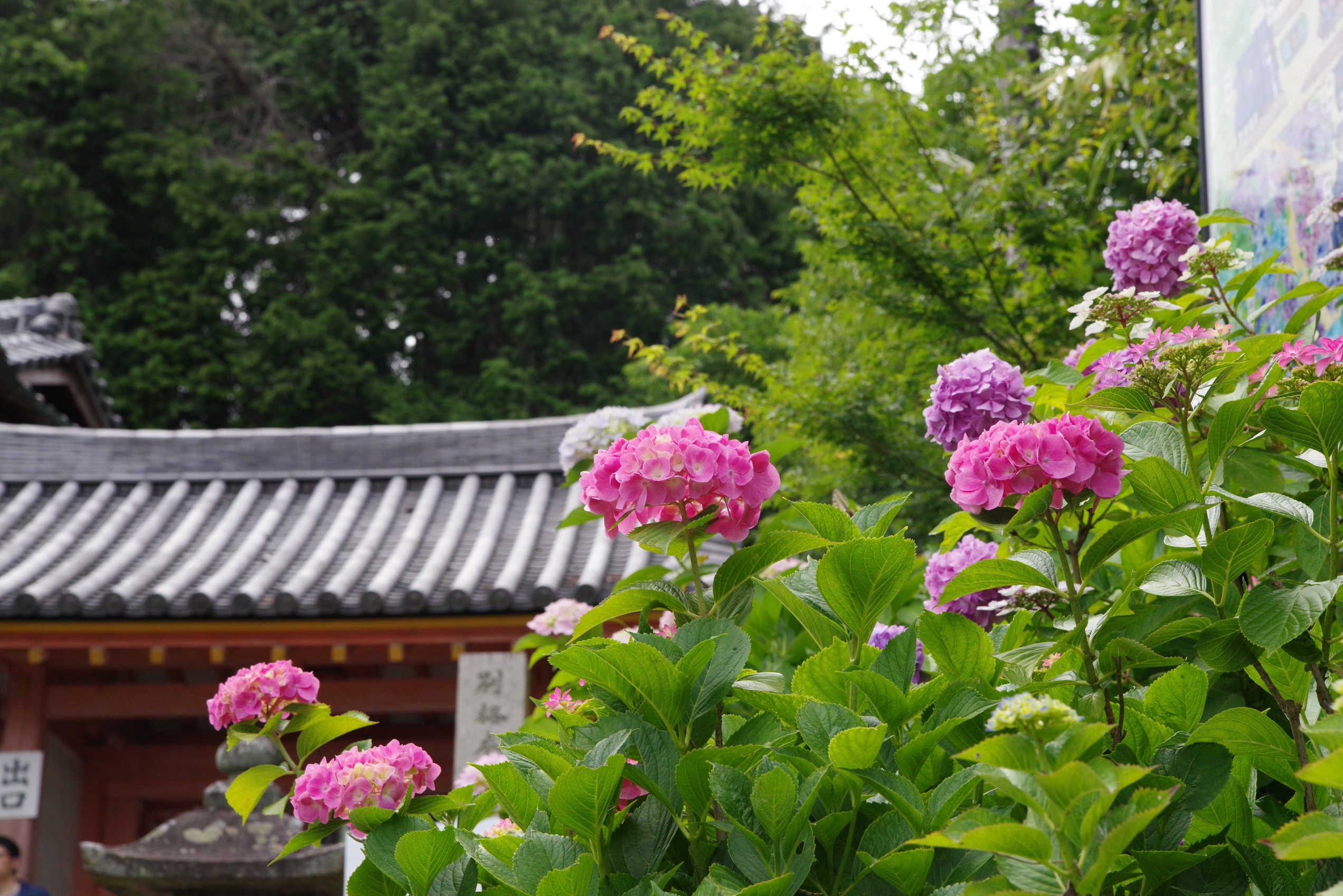 矢田寺