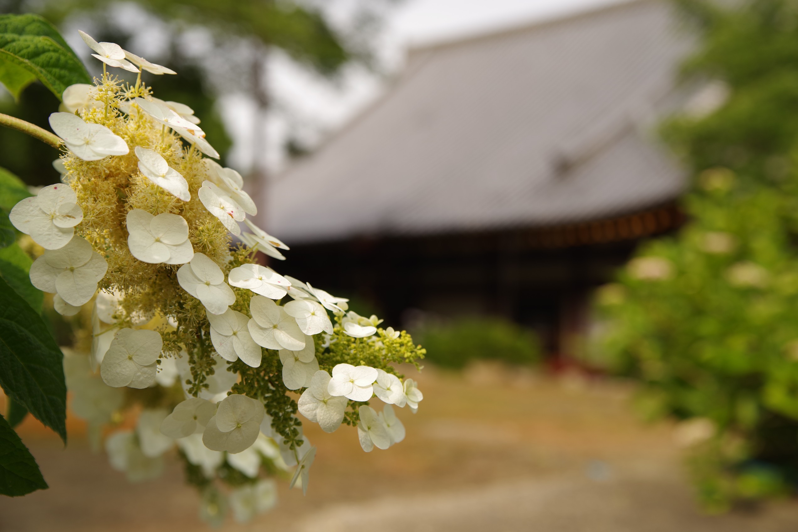 矢田寺