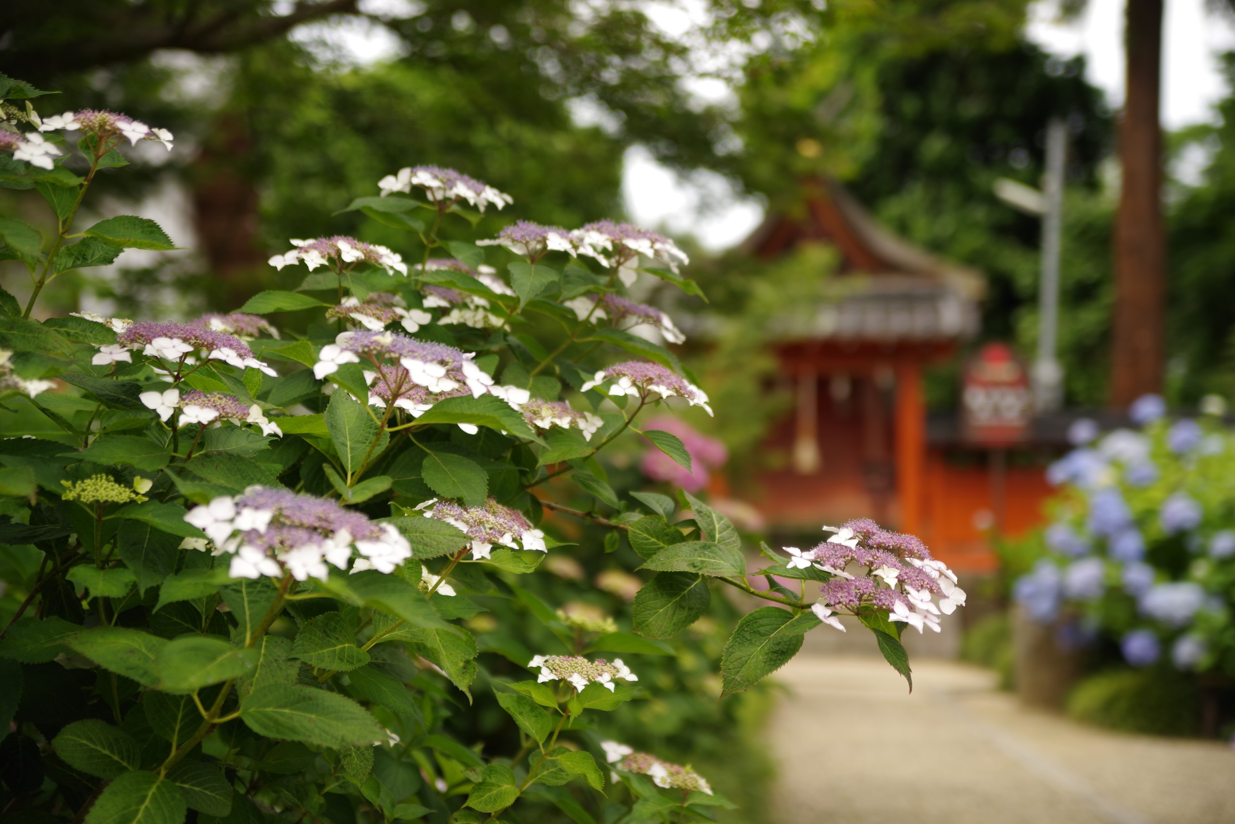 矢田寺