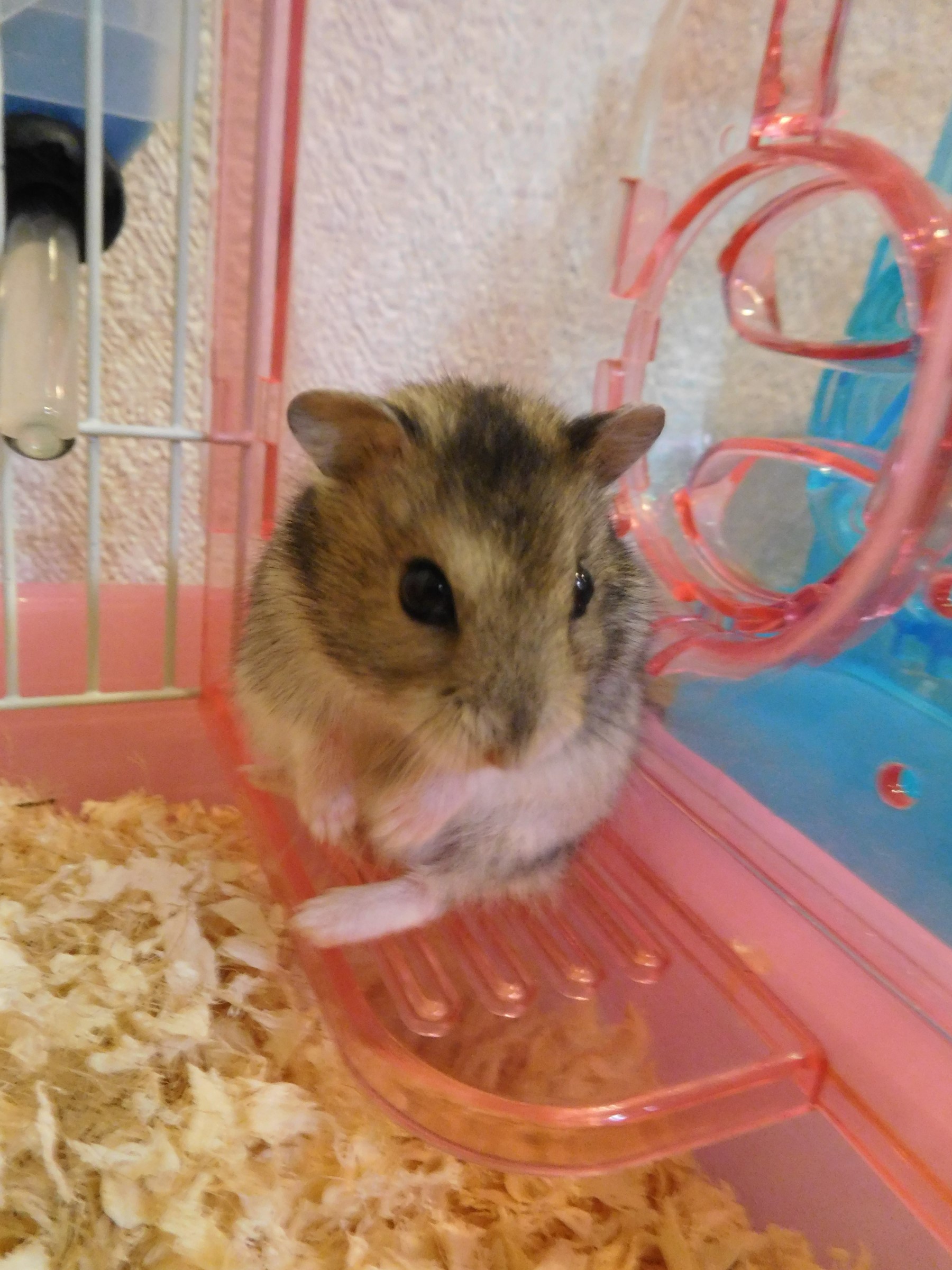ハムスター飼いはじめました(*^-^*) | スタッフ日記 | ミスター