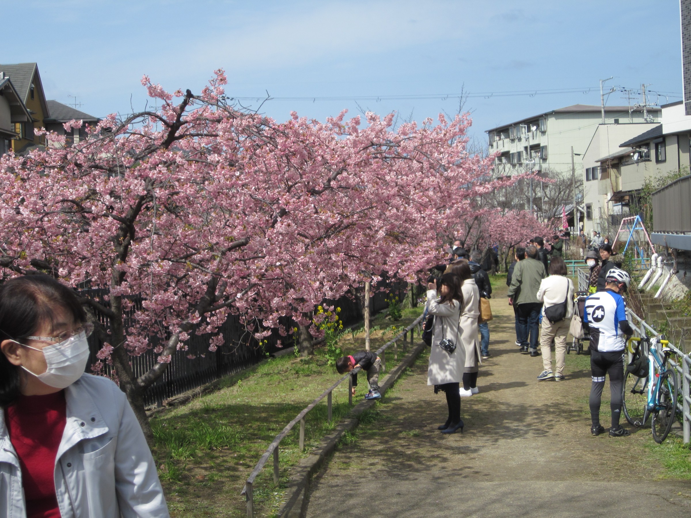 淀水路 河津桜 スタッフ日記 ミスタータイヤマン 高槻店 大阪府 和歌山県のタイヤ カー用品ショップ ブリヂストンのタイヤ専門店