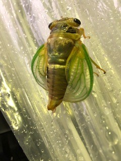 ピットに・・・