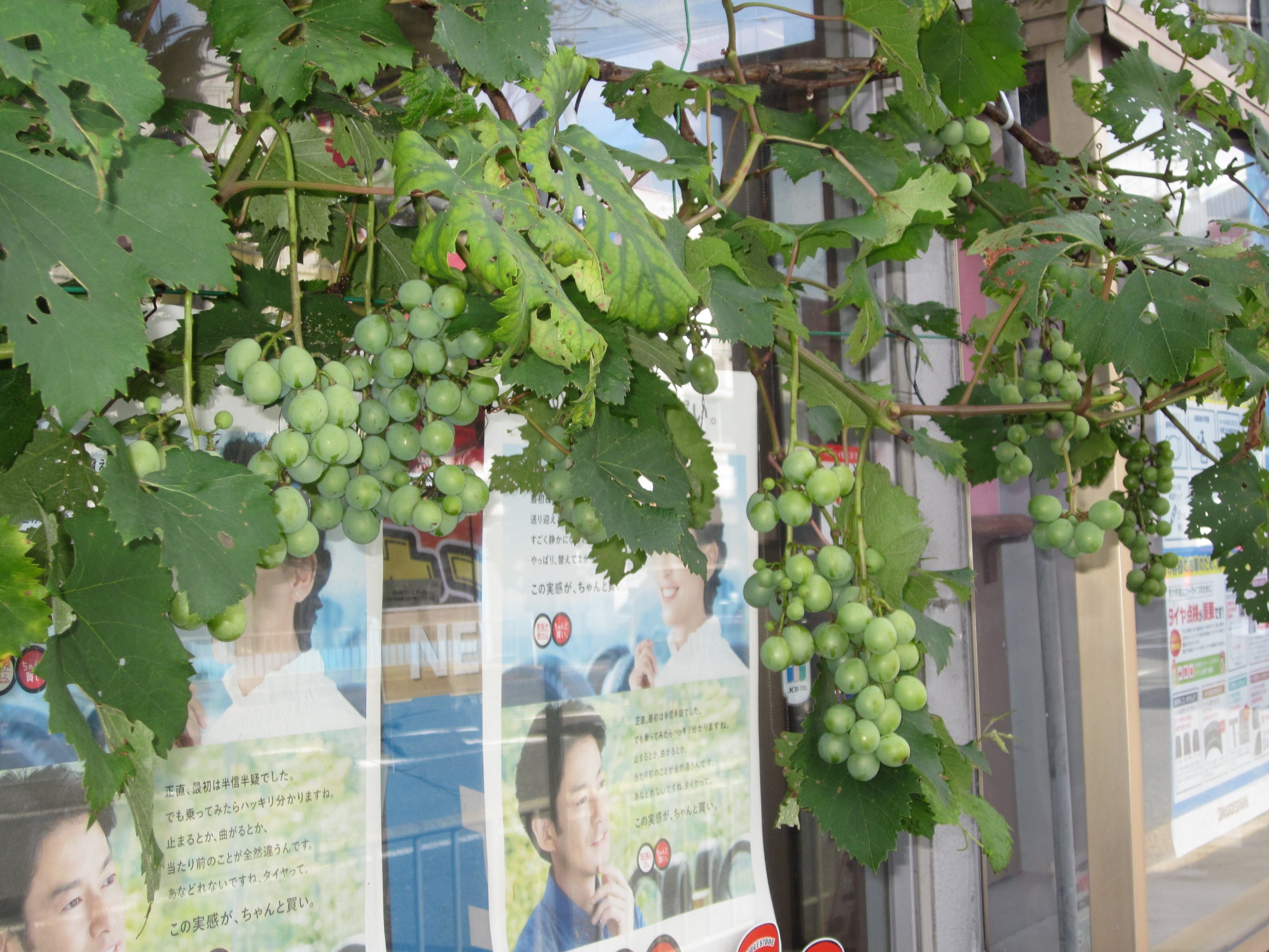 ブドウの袋かけ スタッフ日記 ミスタータイヤマン 高槻店 大阪府 和歌山県のタイヤ カー用品ショップ ブリヂストンのタイヤ専門店