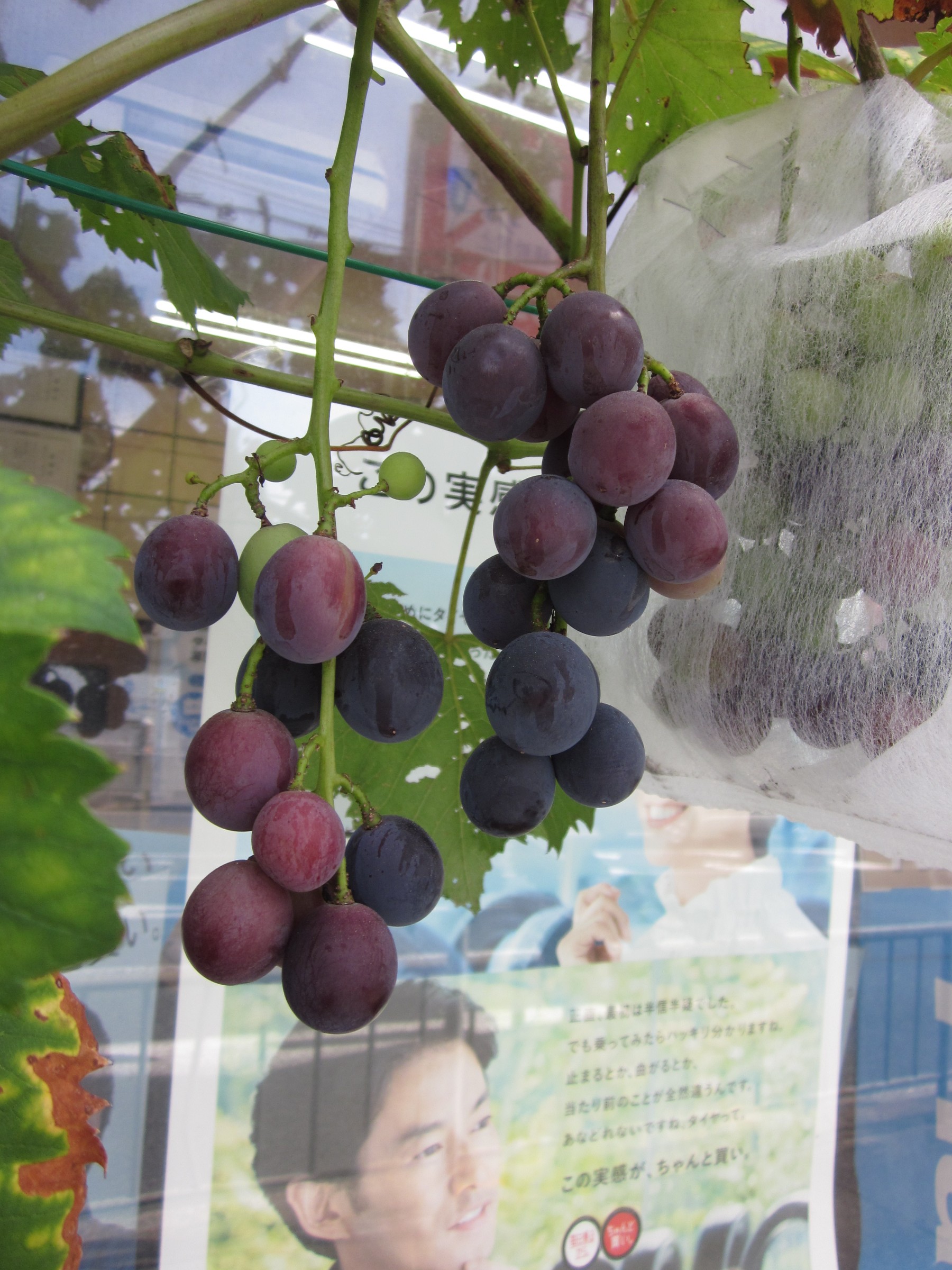 ブドウの収穫 スタッフ日記 ミスタータイヤマン 高槻店 大阪府 和歌山県のタイヤ カー用品ショップ ブリヂストンのタイヤ専門店