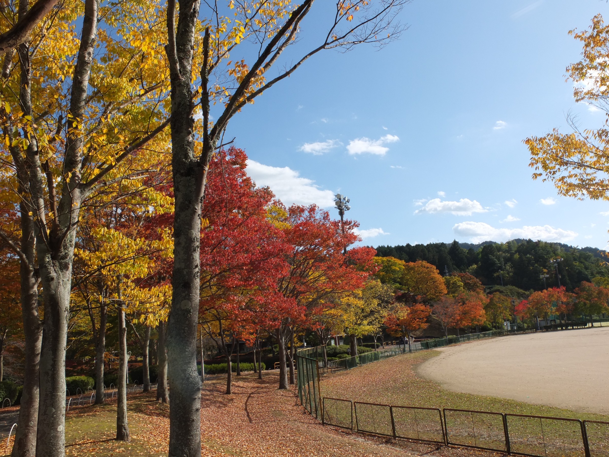 街角の紅葉 スタッフ日記 ミスタータイヤマン 高槻店 大阪府 和歌山県のタイヤ カー用品ショップ ブリヂストンのタイヤ専門店